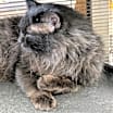 Thumbnail photo of Zorro #4