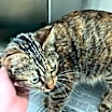 Thumbnail photo of Chickpea #2