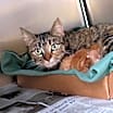 Thumbnail photo of Chickpea #3