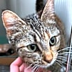 Thumbnail photo of Chickpea #1