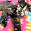 Thumbnail photo of Mirage #3