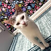 Thumbnail photo of Cookie #1