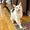 Thumbnail photo of Tundra #1