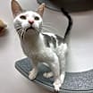 Thumbnail photo of Cookie #2