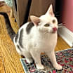 Thumbnail photo of Tundra #2