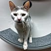 Thumbnail photo of Cookie #3