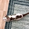 Thumbnail photo of Cookie #4