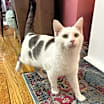 Thumbnail photo of Tundra #3