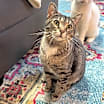 Thumbnail photo of Bacon #1