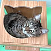 Thumbnail photo of Elphaba #2