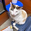 Thumbnail photo of Theodore #3