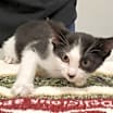 Thumbnail photo of Gumbo #2