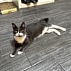 Thumbnail photo of Mojo #1