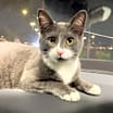 Thumbnail photo of Mojo #2