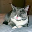 Thumbnail photo of Mojo #3