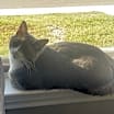 Thumbnail photo of Mojo #4