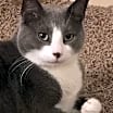 Thumbnail photo of Vinny #1