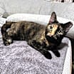 Thumbnail photo of Chica #1