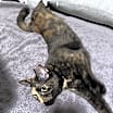 Thumbnail photo of Chica #2