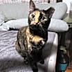 Thumbnail photo of Chica #3