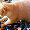 Thumbnail photo of Cream Puff #2