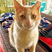 Thumbnail photo of Cream Puff #1