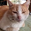 Thumbnail photo of Cream Puff #4