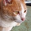 Thumbnail photo of Cream Puff #3