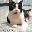 Thumbnail photo of Barbie #1