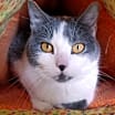 Thumbnail photo of Angel (Apricot) #3