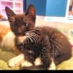 Thumbnail photo of Jenkins - Shannon's Litter #4