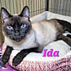 Thumbnail photo of Ida #1