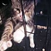 Thumbnail photo of Cole #4