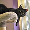Thumbnail photo of Bat Cat #2