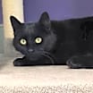 Thumbnail photo of Bat Cat #3