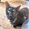 Thumbnail photo of Quinnie #1