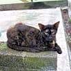 Thumbnail photo of Quinnie #2