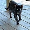 Thumbnail photo of Quinnie #4