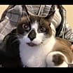 Thumbnail photo of Forrest #1