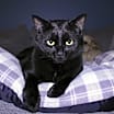 Thumbnail photo of Onyx #1
