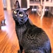 Thumbnail photo of Onyx #2