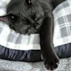 Thumbnail photo of Onyx #3