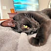 Thumbnail photo of Onyx #4