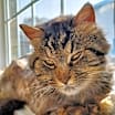 Thumbnail photo of Leo (bonded with Luna) #1