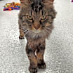 Thumbnail photo of Leo (bonded with Luna) #2