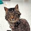 Thumbnail photo of Leo (bonded with Luna) #3