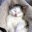 Thumbnail photo of Waylon #2