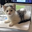 Thumbnail photo of Waylon #3