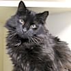 Thumbnail photo of Raven #1