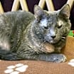 Thumbnail photo of Ash #3